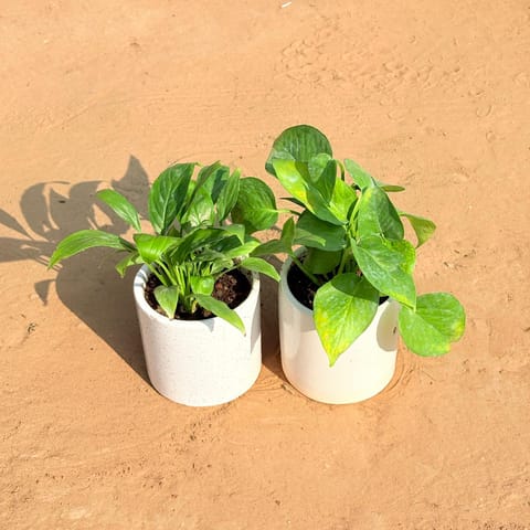 Set of 2 - Peace Lily & Money Plant Green in 4 Inch Live Plant White Pipe Designer Ceramic Pot (any design)
