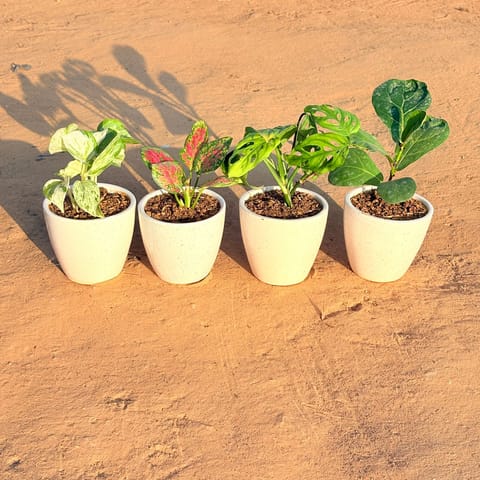 Set of 4 - Marble Money Plant, Monstera Broken Heart, Fiddle Leaf Fig & Aglaonema Pink Dalmatian in 4 Inch Live Plant Classy White Cup Ceramic Pot