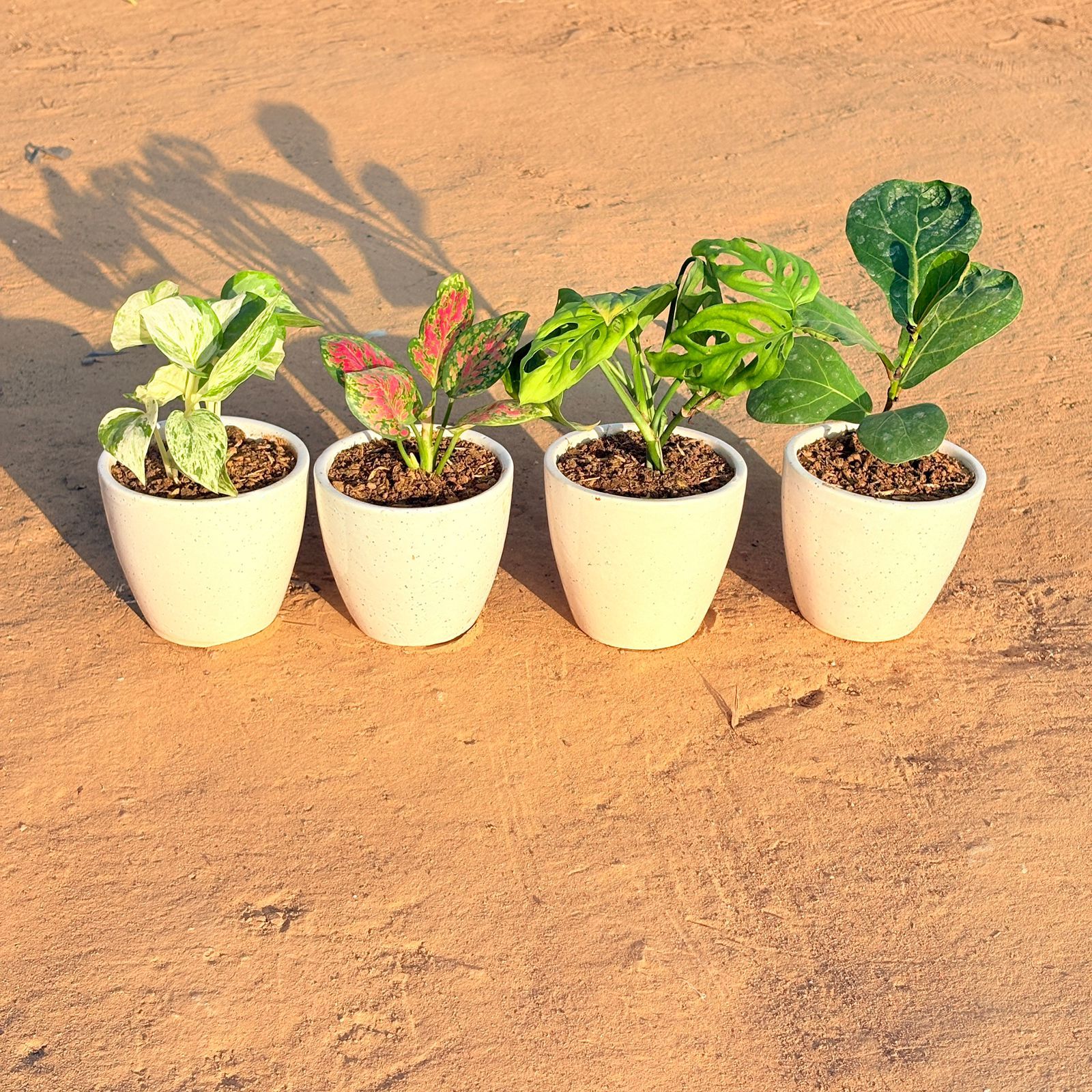 Set of 4 - Marble Money Plant, Monstera Broken Heart, Fiddle Leaf Fig & Aglaonema Pink Dalmatian in 4 Inch Classy White Cup Ceramic Pot