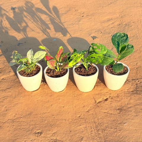 Set of 4 - Syngonium Candyfloss, Monstera Broken Heart, Fiddle Leaf Fig & Aglaonema Pink Dalmatian in 4 Inch Live Plant Classy White Cup Ceramic Pot