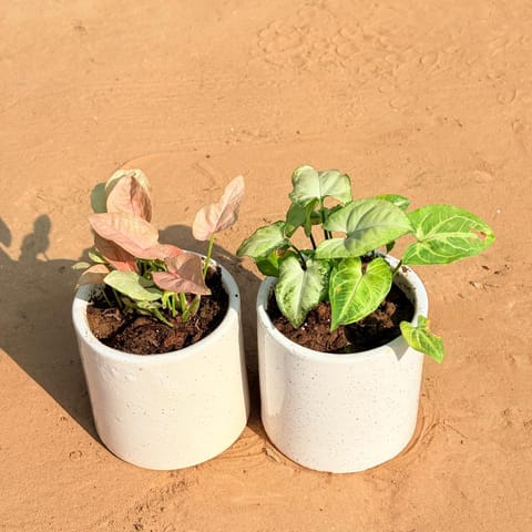 Set of 2 - Syngonium Pink & Syngonium Yammi in 4 Inch Live Plant White Pipe Designer Ceramic Pot (any design)
