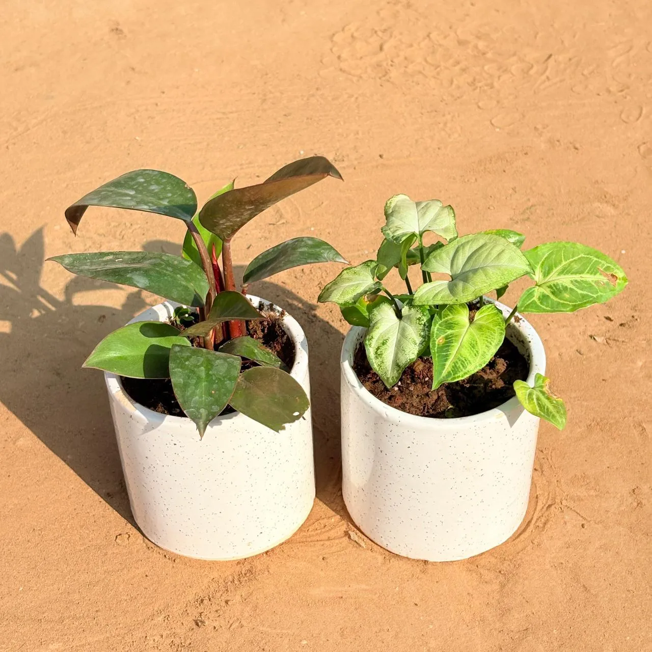 Set of 2 - Philodendron Red & Syngonium Yammi in 4 Inch White Pipe Designer Ceramic Pot (any design)