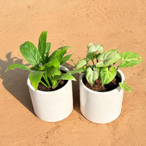 Set of 2 - Peace Lily & Syngonium Yammi in 4 Inch Live Plant White Pipe Designer Ceramic Pot (any design)