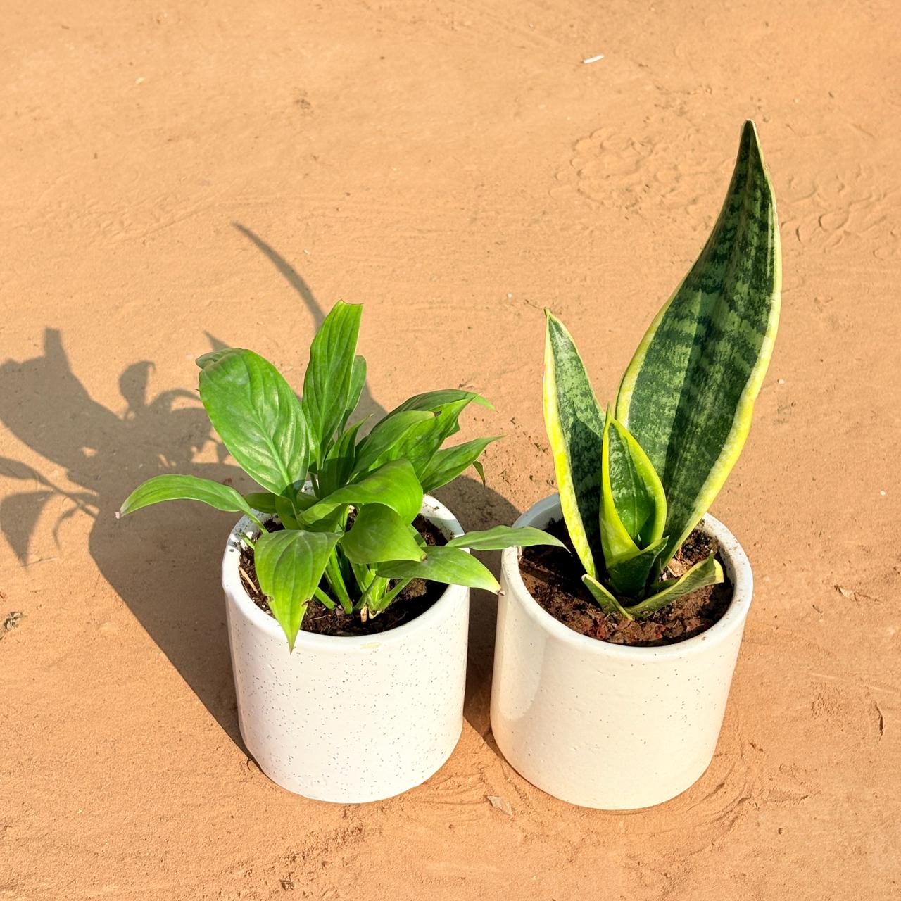 Set of 2 - Peace Lily & Snake Yellow in 4 Inch White Pipe Designer Ceramic Pot (any design)