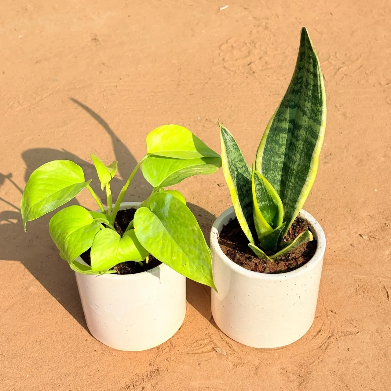 Set of 2 - Golden Money Plant & Snake Yellow in 4 Inch White Pipe Designer Ceramic Pot (any design)