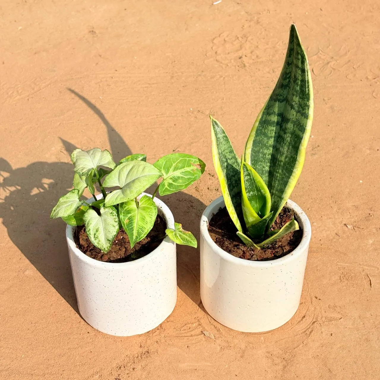 Set of 2 - Syngonium Yammi & Snake Yellow in 4 Inch White Pipe Designer Ceramic Pot (any design)