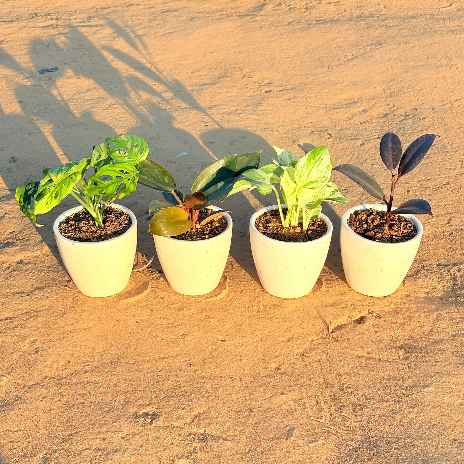 Set of 4 - Monstera Broken Heart, Philodendron Red, Rubber Black & Marble Money Plant in 4 Inch Classy White Cup Ceramic Pot