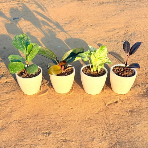 Set of 4 - Fiddle Leaf Fig, Philodendron Red, Rubber Black & Marble Money Plant in 4 Inch Live Plant Classy White Cup Ceramic Pot