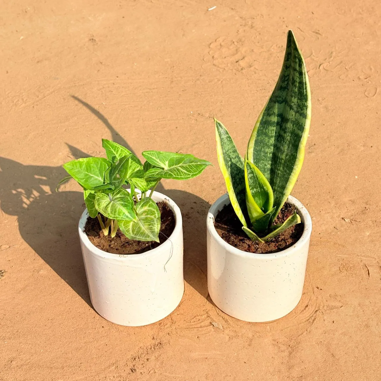 Set of 2 - Syngonium Alba Dwarf & Snake Yellow in 4 Inch White Pipe Designer Ceramic Pot (any design)