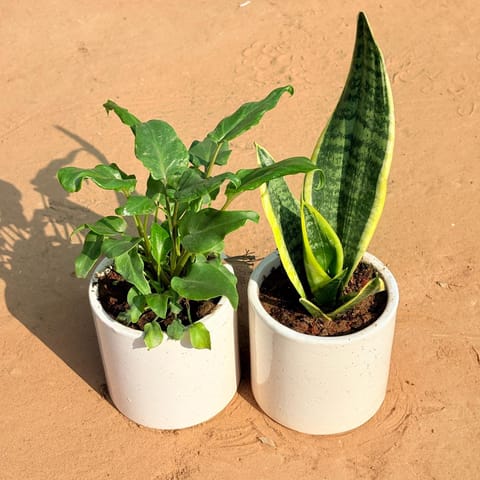Set of 2 - Xanadu Green & Snake Yellow in 4 Inch Live Plant White Pipe Designer Ceramic Pot (any design)