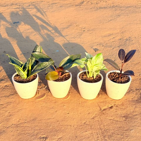 Set of 4 - Snake Yellow, Philodendron Red, Rubber Black & Marble Money Plant in 4 Inch Live Plant Classy White Cup Ceramic Pot
