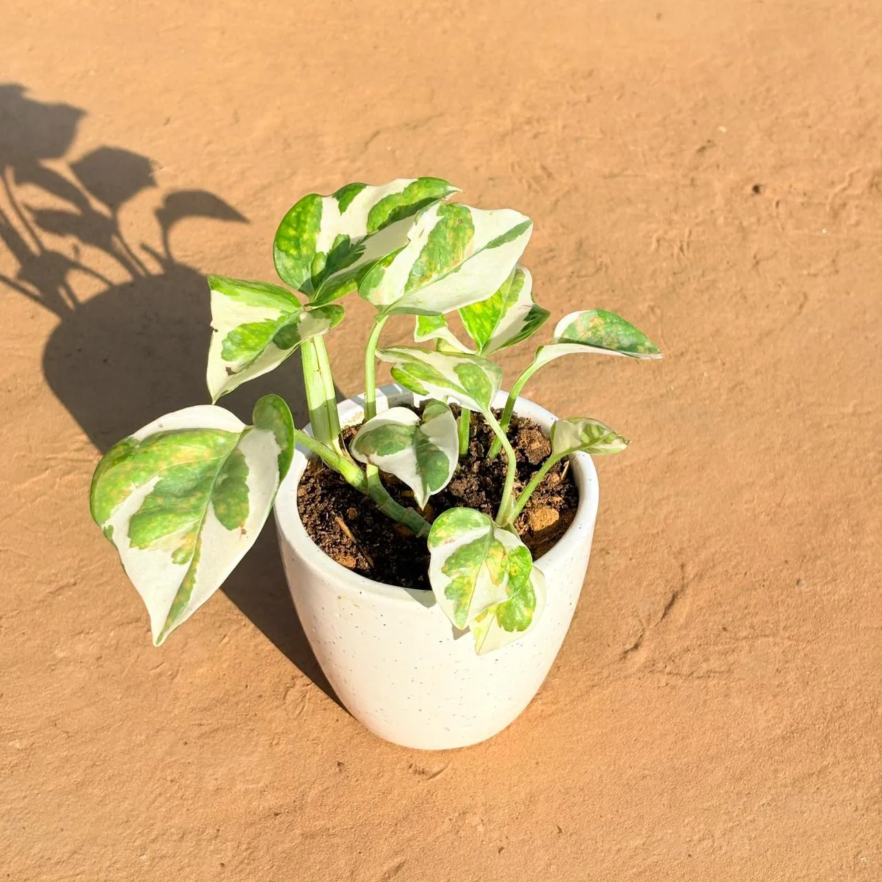 Money Plant N'Joy in 4 Inch Classy White Cup Ceramic Pot