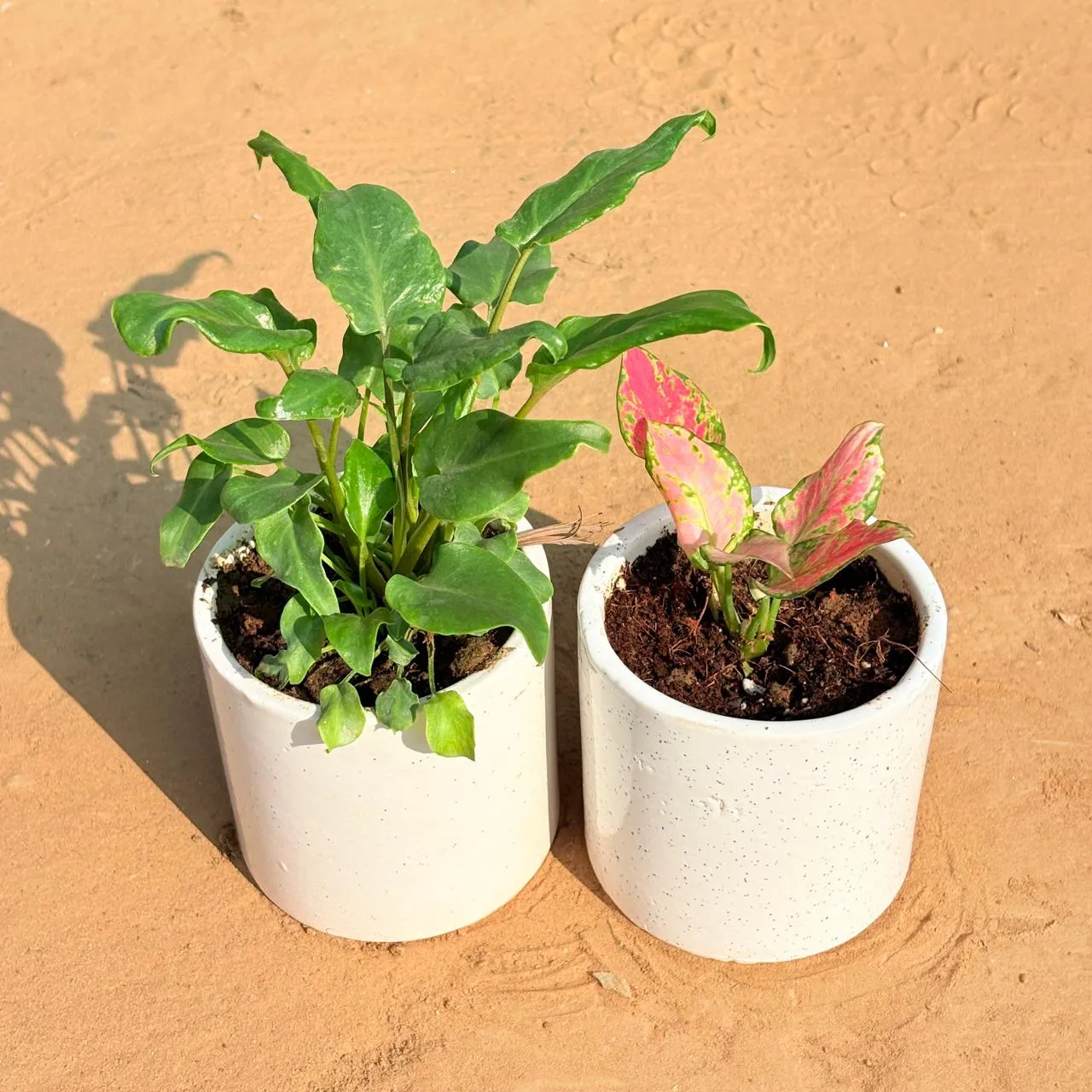Set of 2 - Xanadu Green & Aglaonema Pink in 4 Inch White Pipe Designer Ceramic Pot (any design)