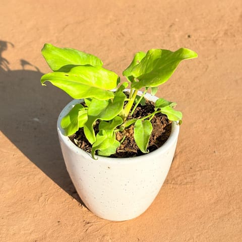 Xanadu Golden in 4 Inch Classy White Cup Ceramic Pot