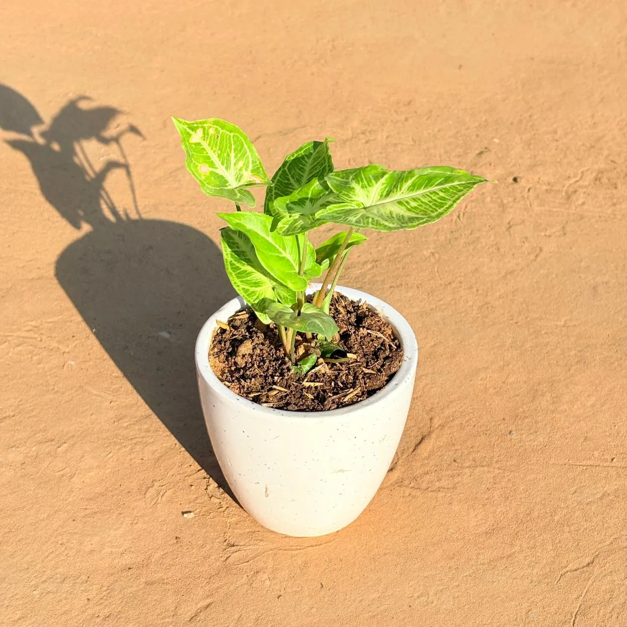 Syngonium Alba Dwarf in 4 Inch Classy White Cup Ceramic Pot
