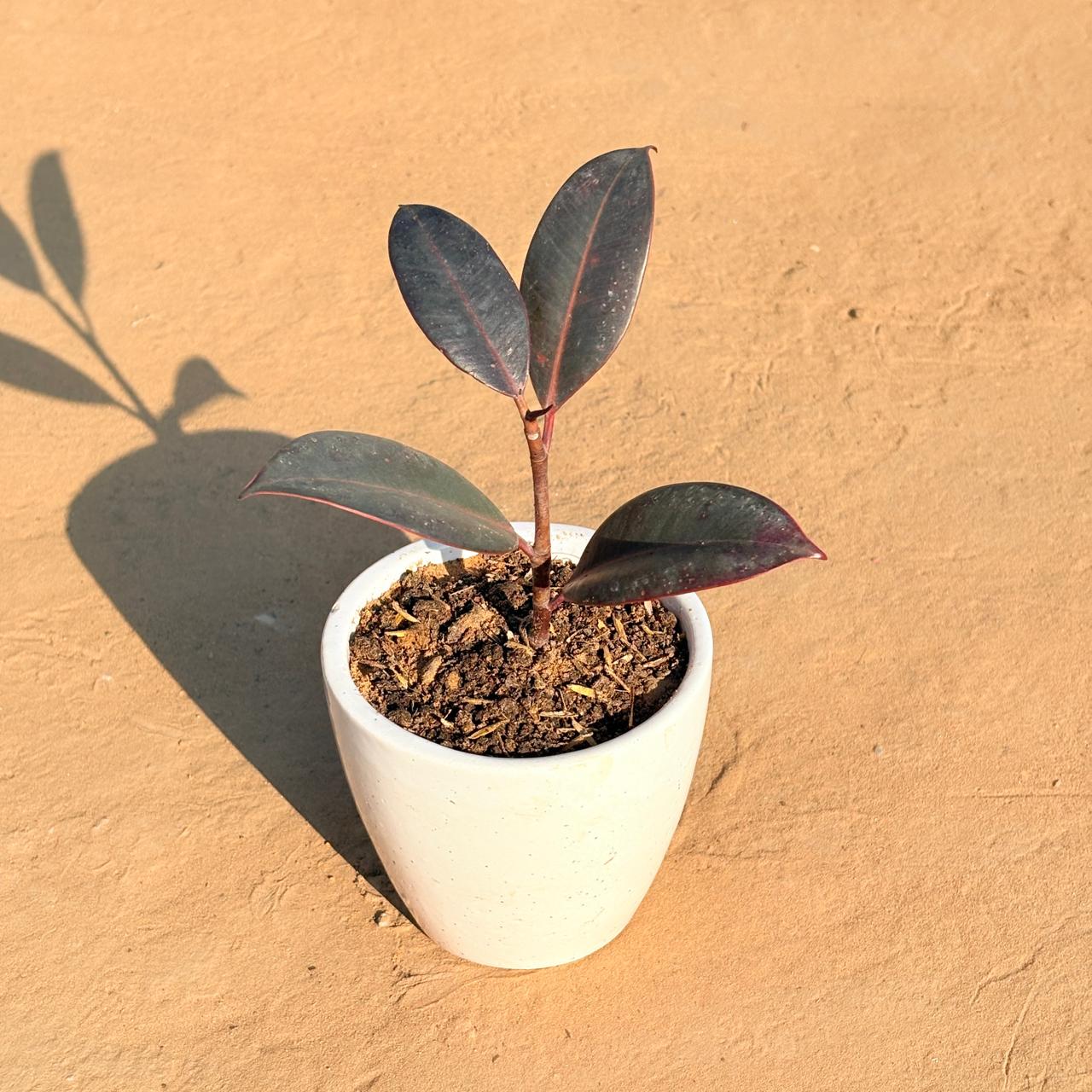 Rubber Black in 4 Inch Classy White Cup Ceramic Pot