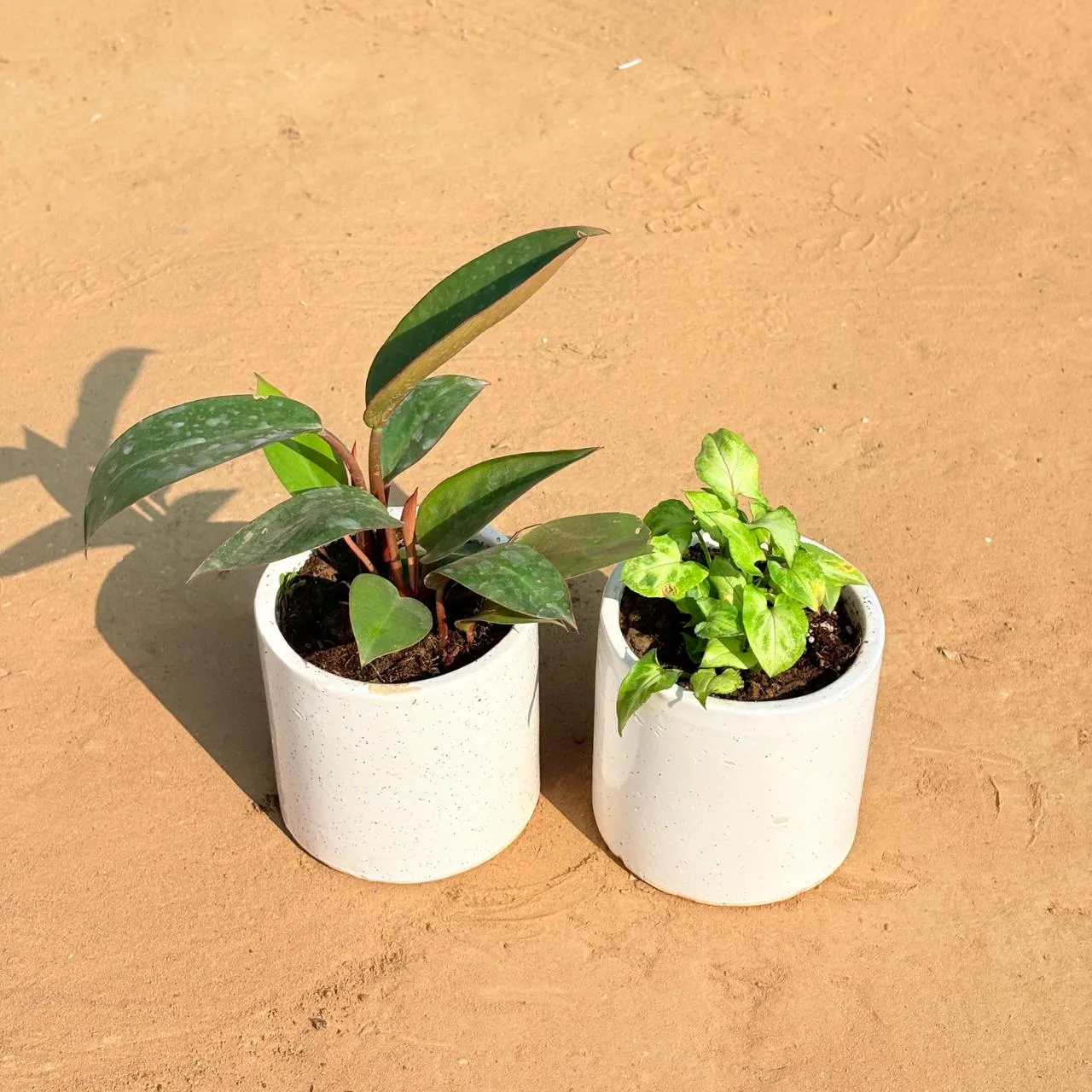 Set of 2 - Philodendron Red & Syngonium Butterfly in 4 Inch White Pipe Designer Ceramic Pot (any design)