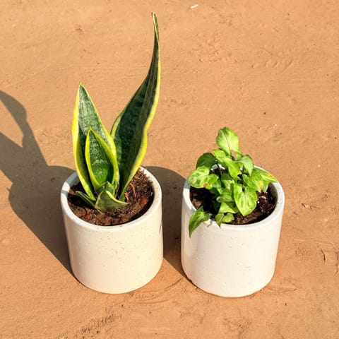 Set of 2 - Snake Yellow & Syngonium Butterfly in 4 Inch Live Plant White Pipe Designer Ceramic Pot (any design)