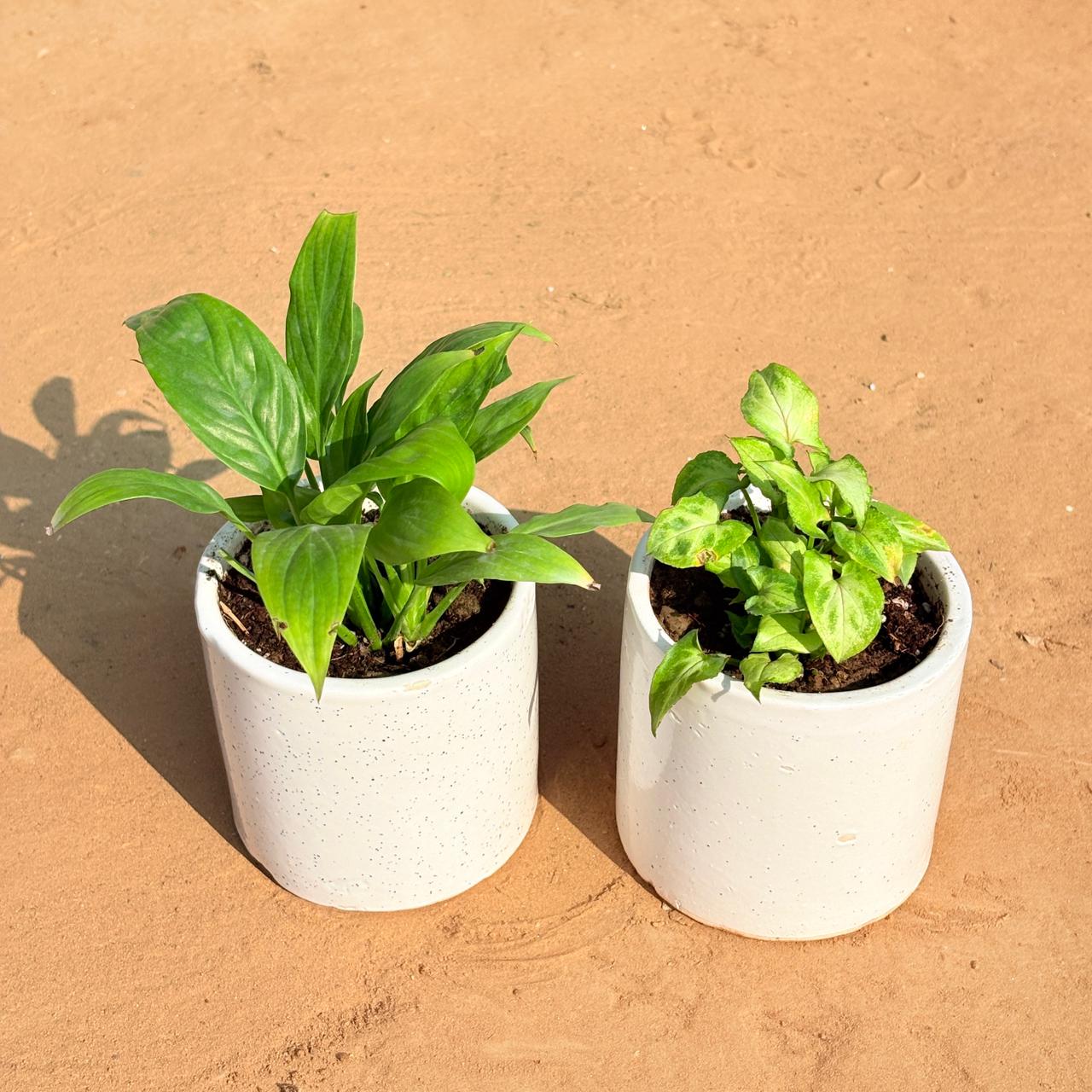 Set of 2 - Peace Lily & Syngonium Butterfly in 4 Inch White Pipe Designer Ceramic Pot (any design)
