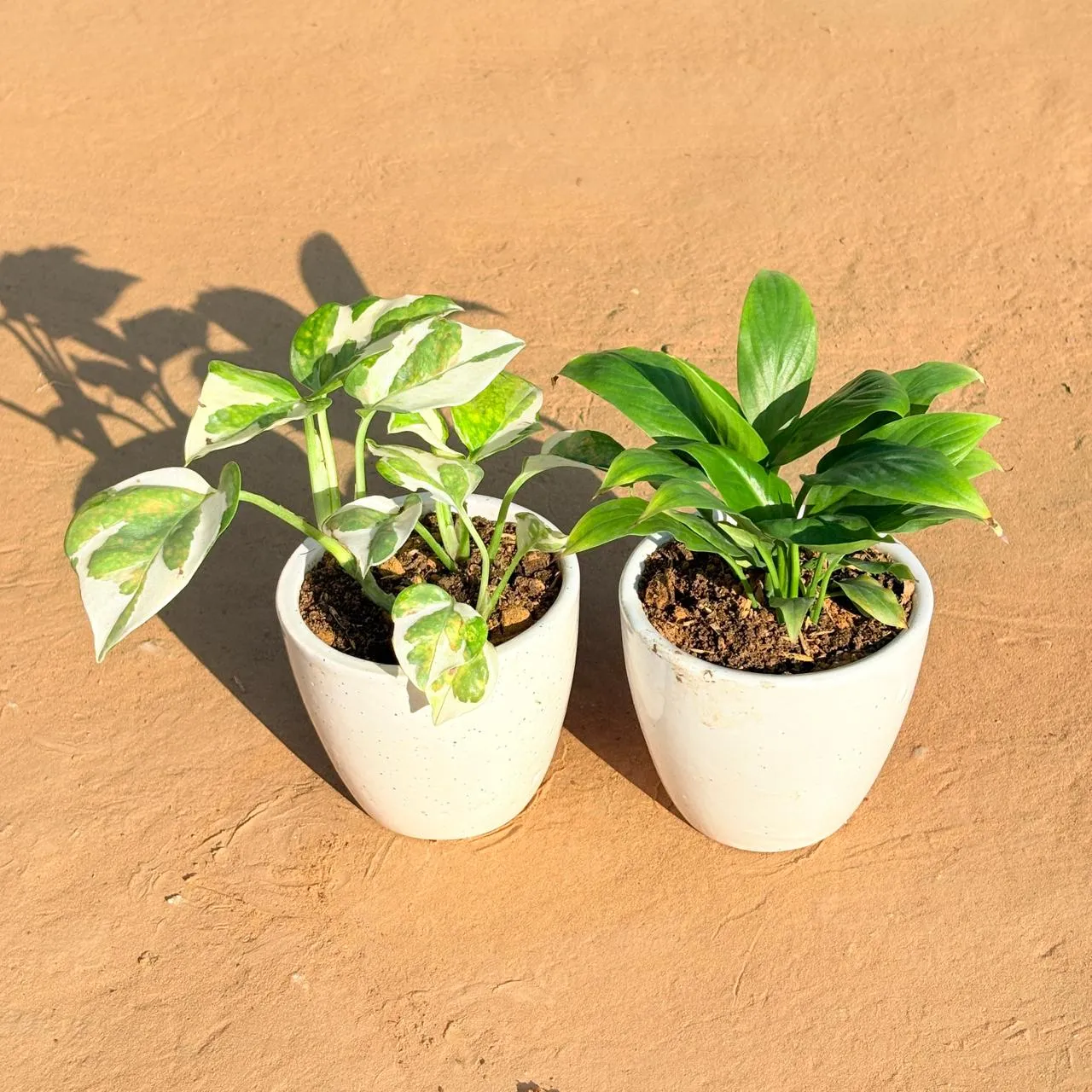 Set of 2 - Money Plant N'Joy & Peace Lily in 4 Inch Classy White Cup Ceramic Pot