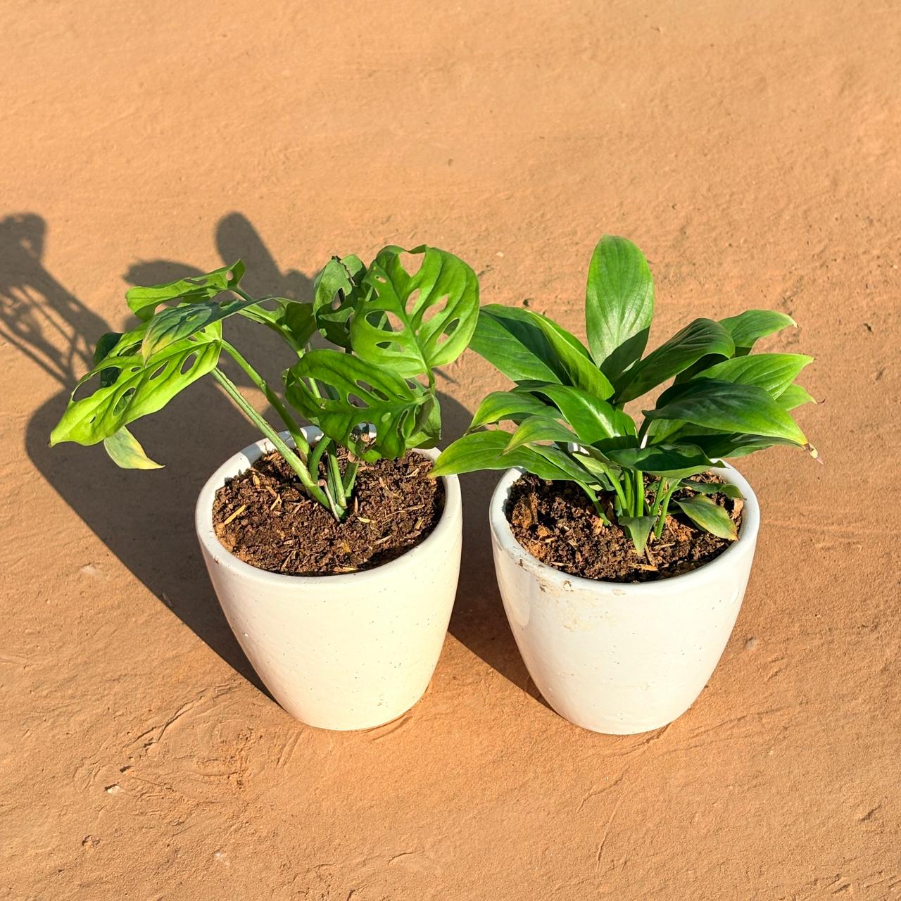 Set of 2 - Monstera Broken Heart & Peace Lily in 4 Inch Classy White Cup Ceramic Pot