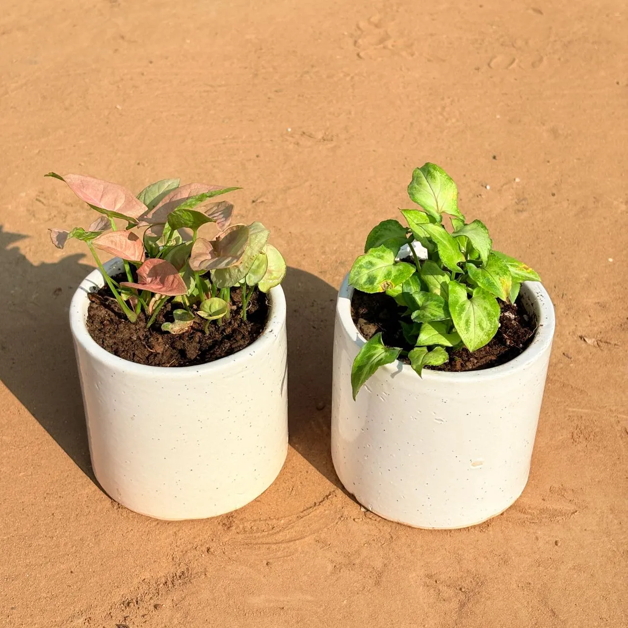 Set of 2 - Syngonium Pink & Syngonium Butterfly in 4 Inch White Pipe Designer Ceramic Pot (any design)