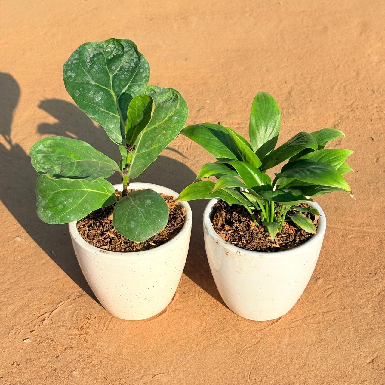 Set of 2 - Fiddle Leaf Fig & Peace Lily in 4 Inch Classy White Cup Ceramic Pot