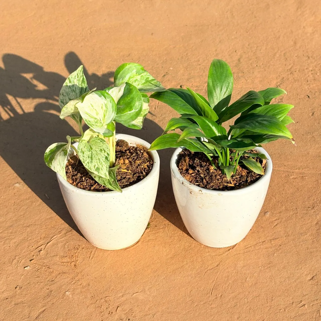 Set of 2 - Marble Money Plant & Peace Lily in 4 Inch Classy White Cup Ceramic Pot
