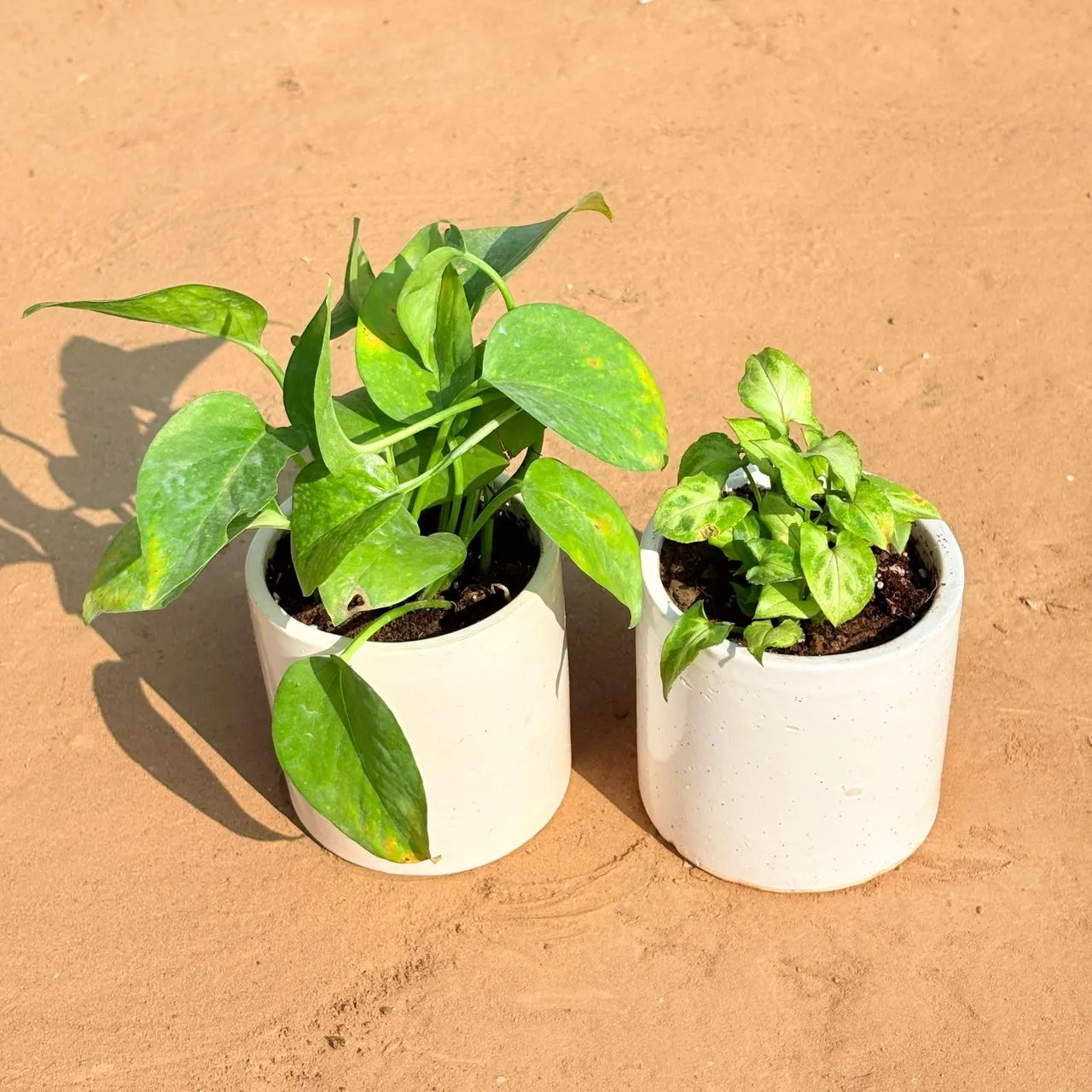 Set of 2 - Money Plant Green & Syngonium Butterfly in 4 Inch White Pipe Designer Ceramic Pot (any design)