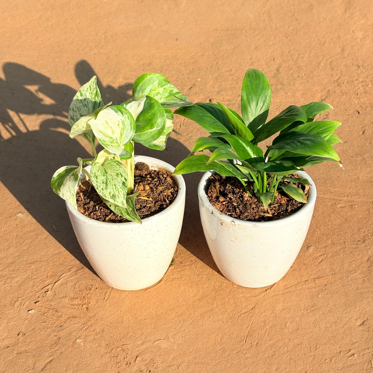 Set of 2 - Marble Money Plant & Peace Lily in 4 Inch Classy White Cup Ceramic Pot