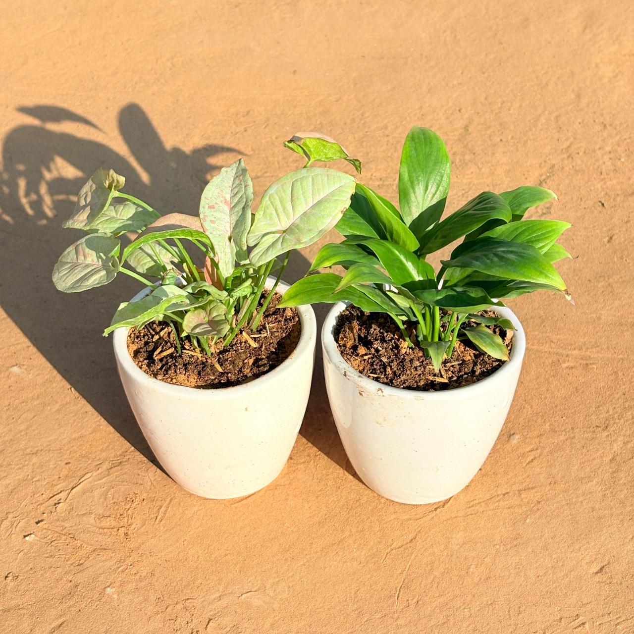 Set of 2 - Syngonium Candyfloss & Peace Lily in 4 Inch Classy White Cup Ceramic Pot