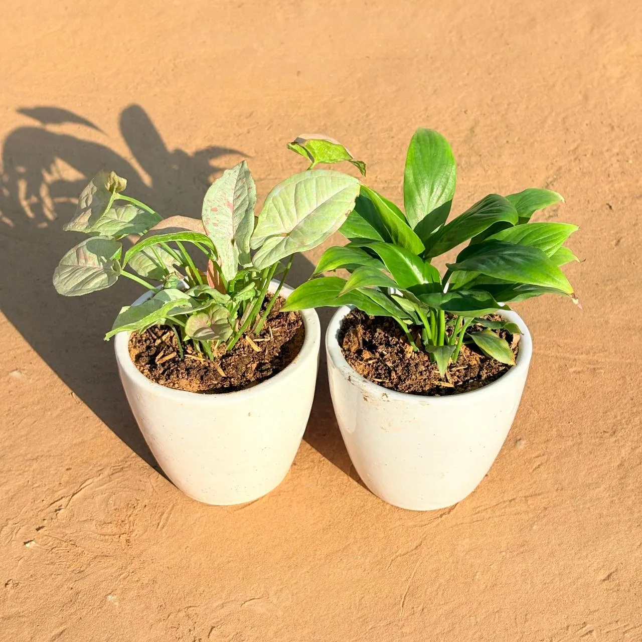 Set of 2 - Syngonium Candyfloss & Peace Lily in 4 Inch Classy White Cup Ceramic Pot