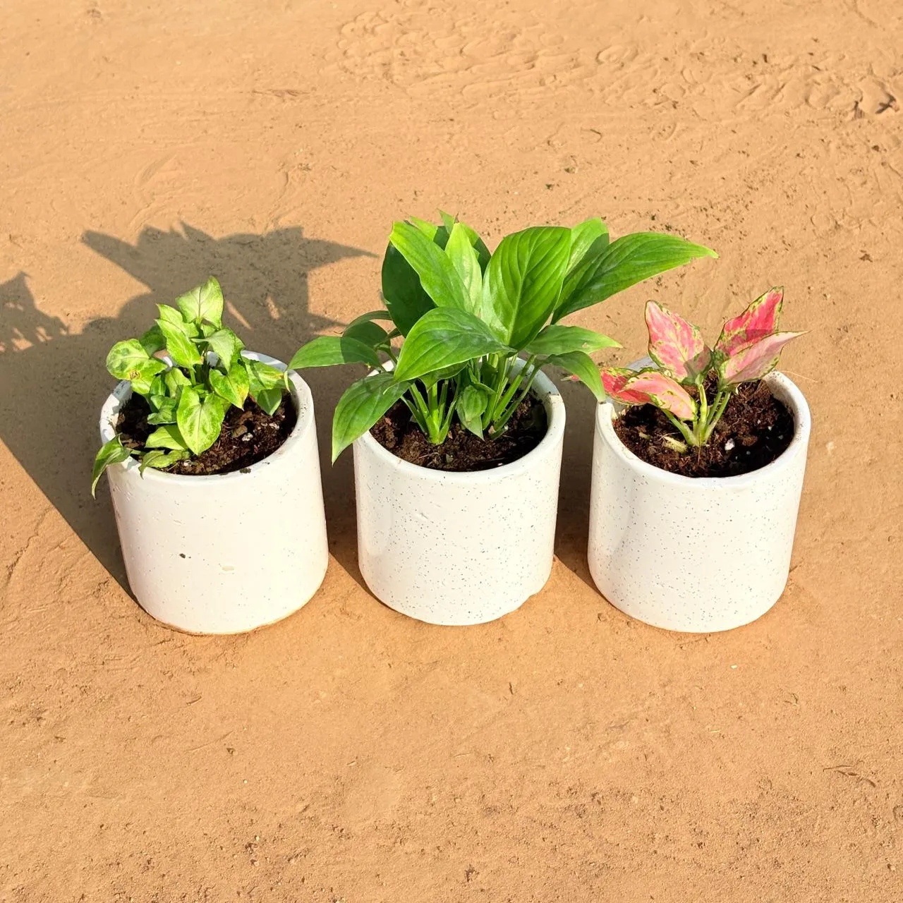 Set of 3 - Syngonium Butterfly, Peace Lily & Aglaonema Pink in 4 Inch White Pipe Designer Ceramic Pot (any design)