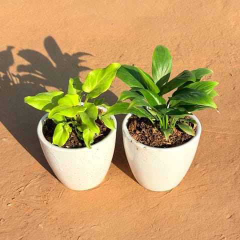 Set of 2 - Xanadu Golden & Peace Lily in 4 Inch Classy White Cup Ceramic Pot