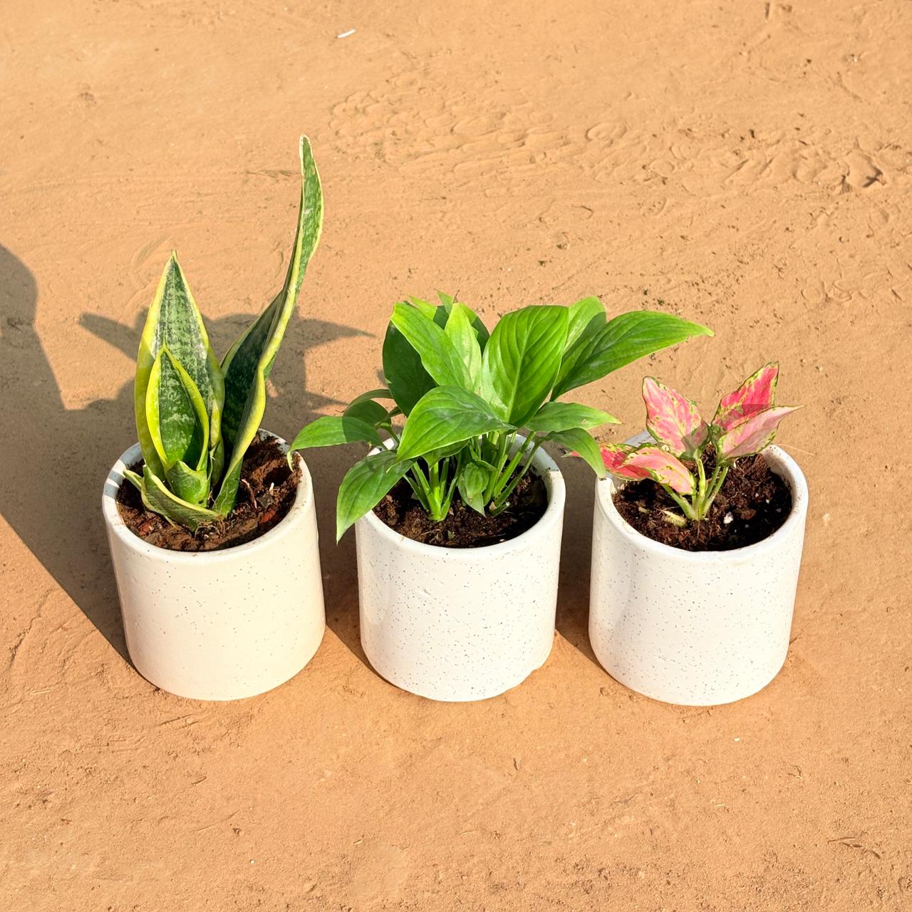 Set of 3 - Snake Yellow, Peace Lily & Aglaonema Pink in 4 Inch White Pipe Designer Ceramic Pot (any design)