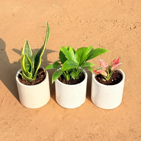 Set of 3 - Snake Yellow, Peace Lily & Aglaonema Pink in 4 Inch Live Plant White Pipe Designer Ceramic Pot (any design)