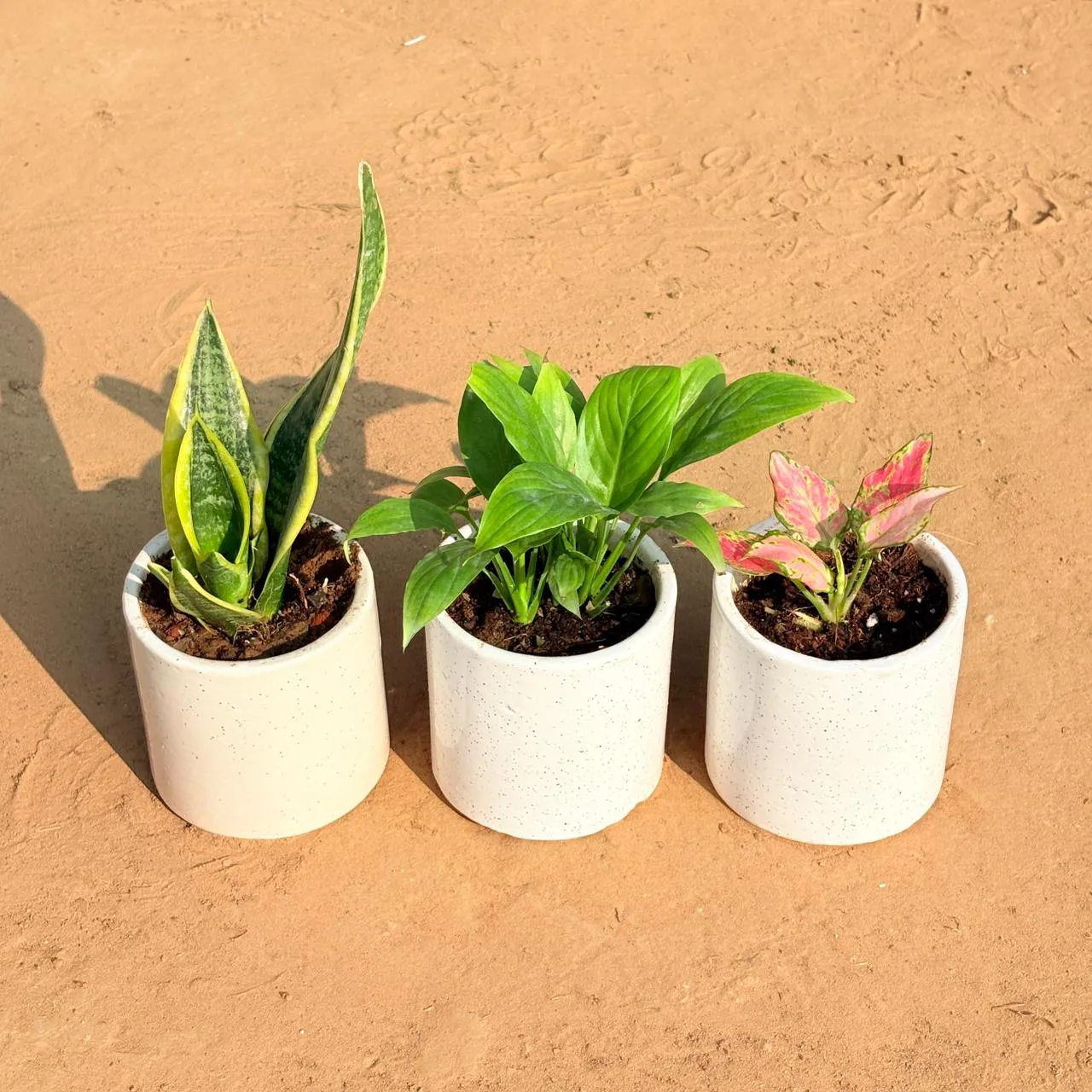 Set of 3 - Snake Yellow, Peace Lily & Aglaonema Pink in 4 Inch White Pipe Designer Ceramic Pot (any design)