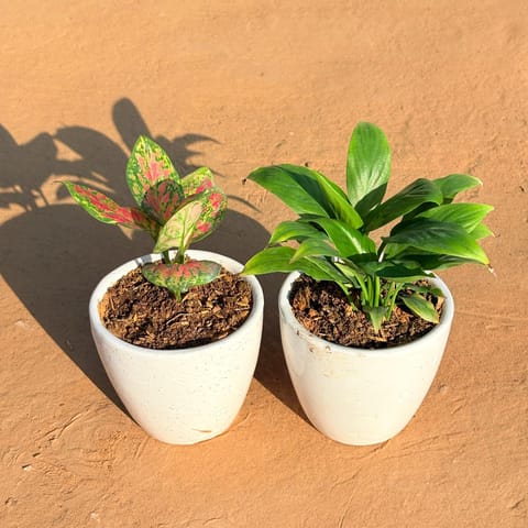 Set of 2 - Aglaonema Pink Dalmatian & Peace Lily in 4 Inch Live Plant Classy White Cup Ceramic Pot