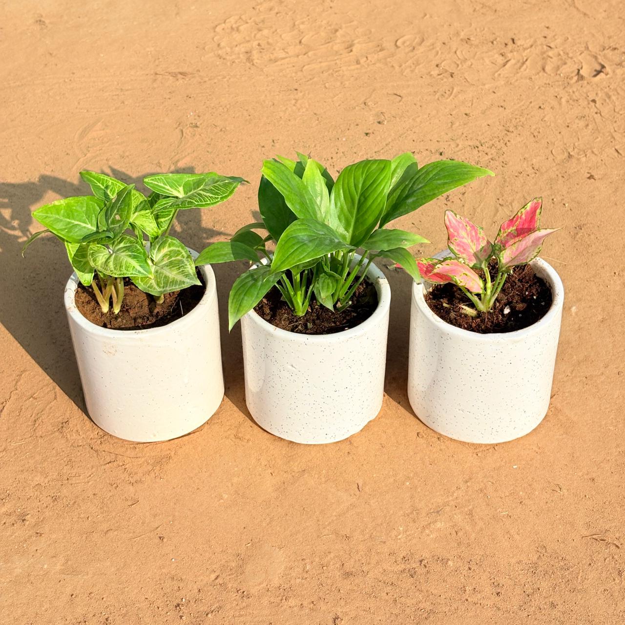 Set of 3 - Syngonium Alba Dwarf, Peace Lily & Aglaonema Pink in 4 Inch White Pipe Designer Ceramic Pot (any design)
