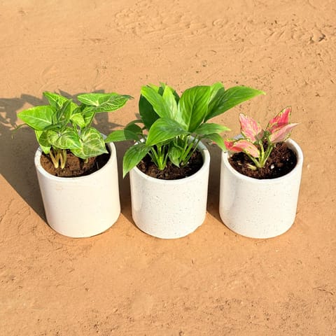 Set of 3 - Syngonium Alba Dwarf, Peace Lily & Aglaonema Pink in 4 Inch Live Plant White Pipe Designer Ceramic Pot (any design)