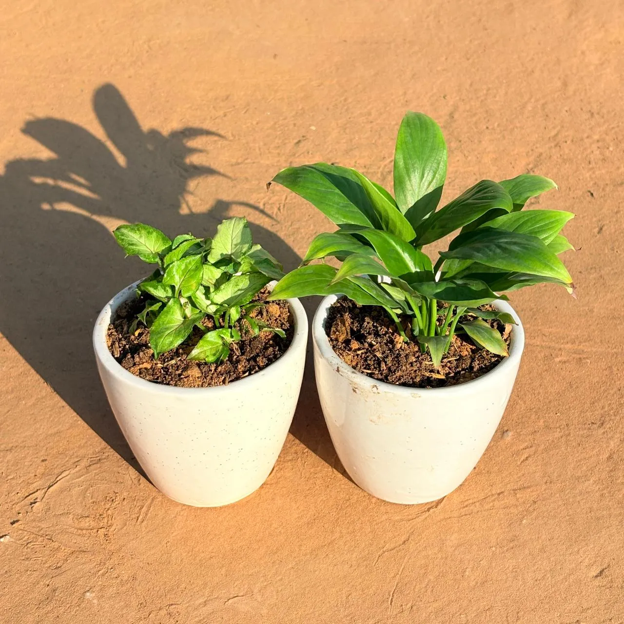 Set of 2 - Syngonium Butterfly & Peace Lily in 4 Inch Classy White Cup Ceramic Pot