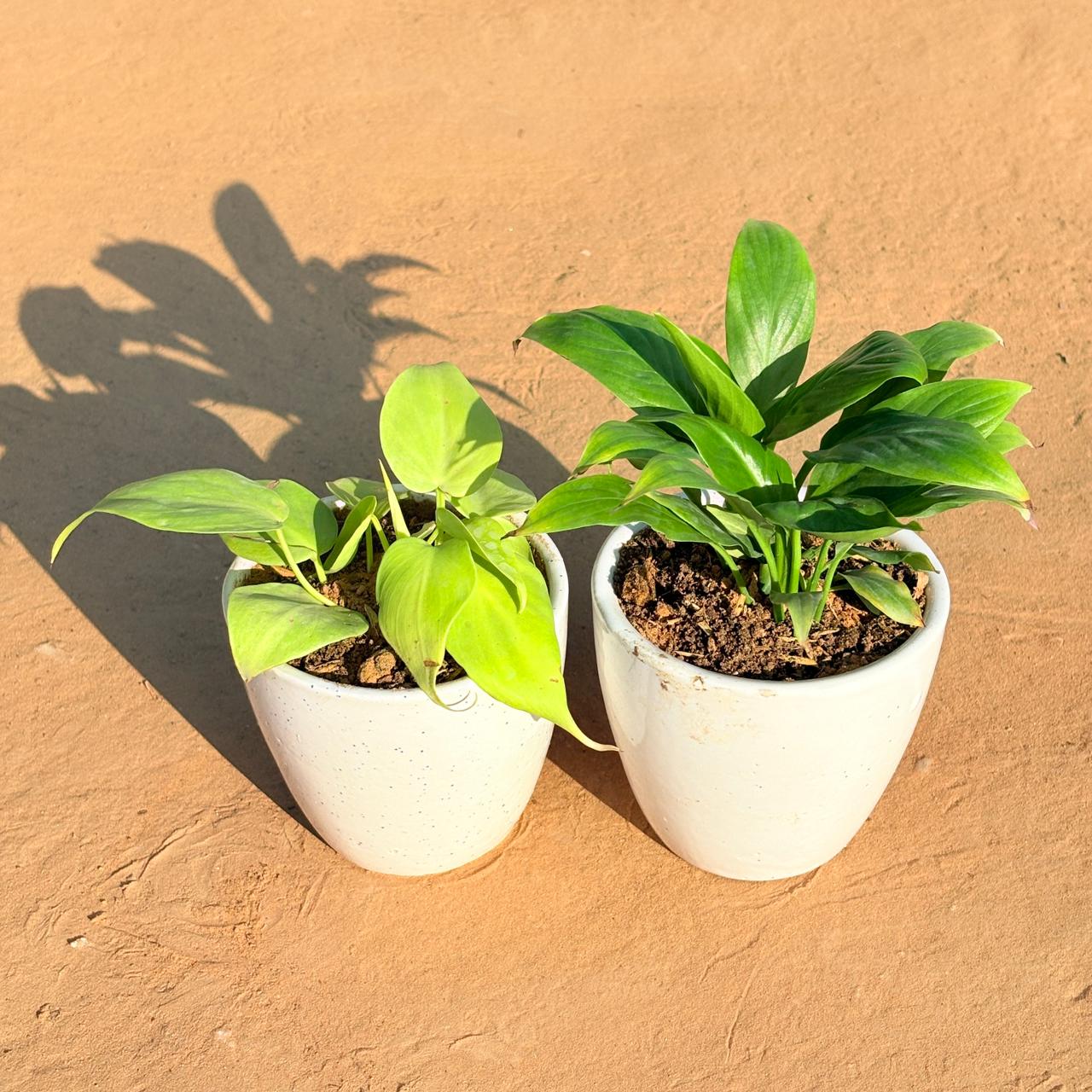 Set of 2 - Golden Money Plant & Peace Lily in 4 Inch Classy White Cup Ceramic Pot