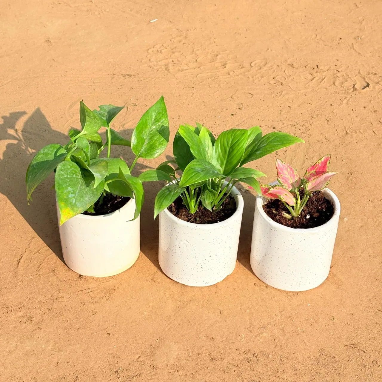 Set of 3 - Money Plant Green, Peace Lily & Aglaonema Pink in 4 Inch White Pipe Designer Ceramic Pot (any design)