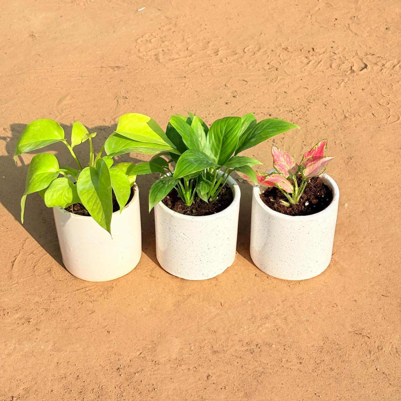 Set of 3 - Golden Money Plant, Peace Lily & Aglaonema Pink in 4 Inch White Pipe Designer Ceramic Pot (any design)