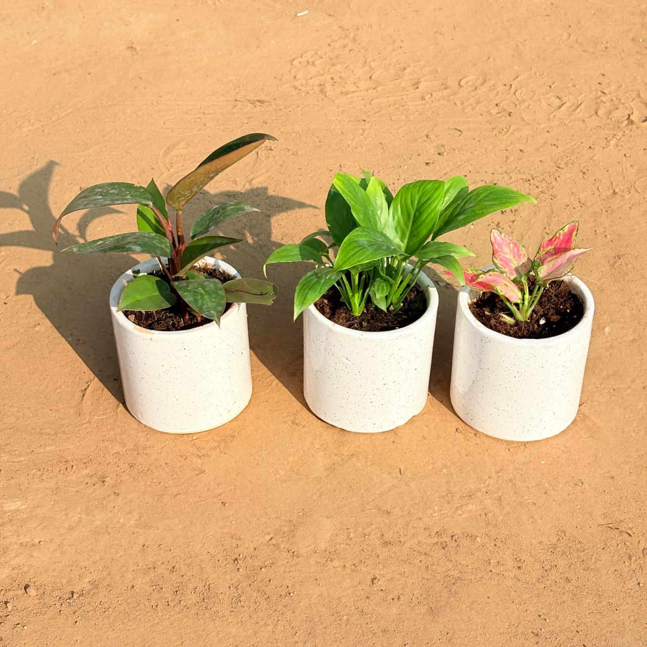 Set of 3 - Philodendron Red, Peace Lily & Aglaonema Pink in 4 Inch White Pipe Designer Ceramic Pot (any design)