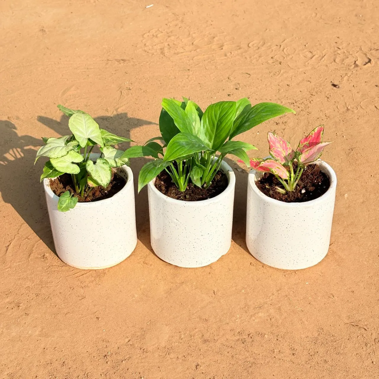 Set of 3 - Syngonium Yammi , Peace Lily & Aglaonema Pink in 4 Inch White Pipe Designer Ceramic Pot (any design)