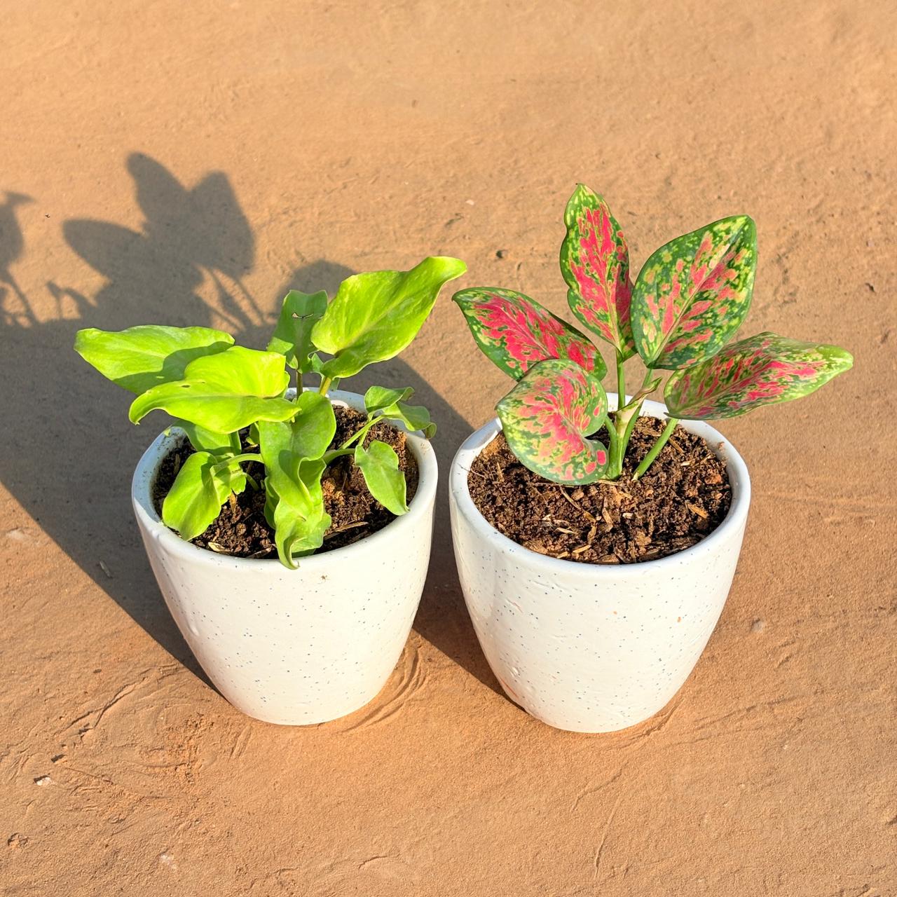 Set of 2 - Xanadu Golden & Aglaonema Pink Dalmatian in 4 Inch Classy White Cup Ceramic Pot