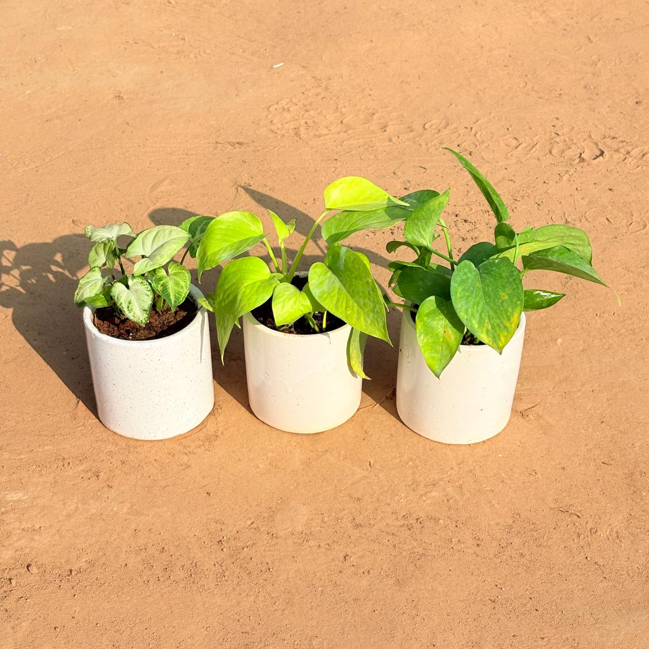 Set of 3 - Syngonium Yammi , Golden Money Plant & Money Plant Green in 4 Inch White Pipe Designer Ceramic Pot (any design)