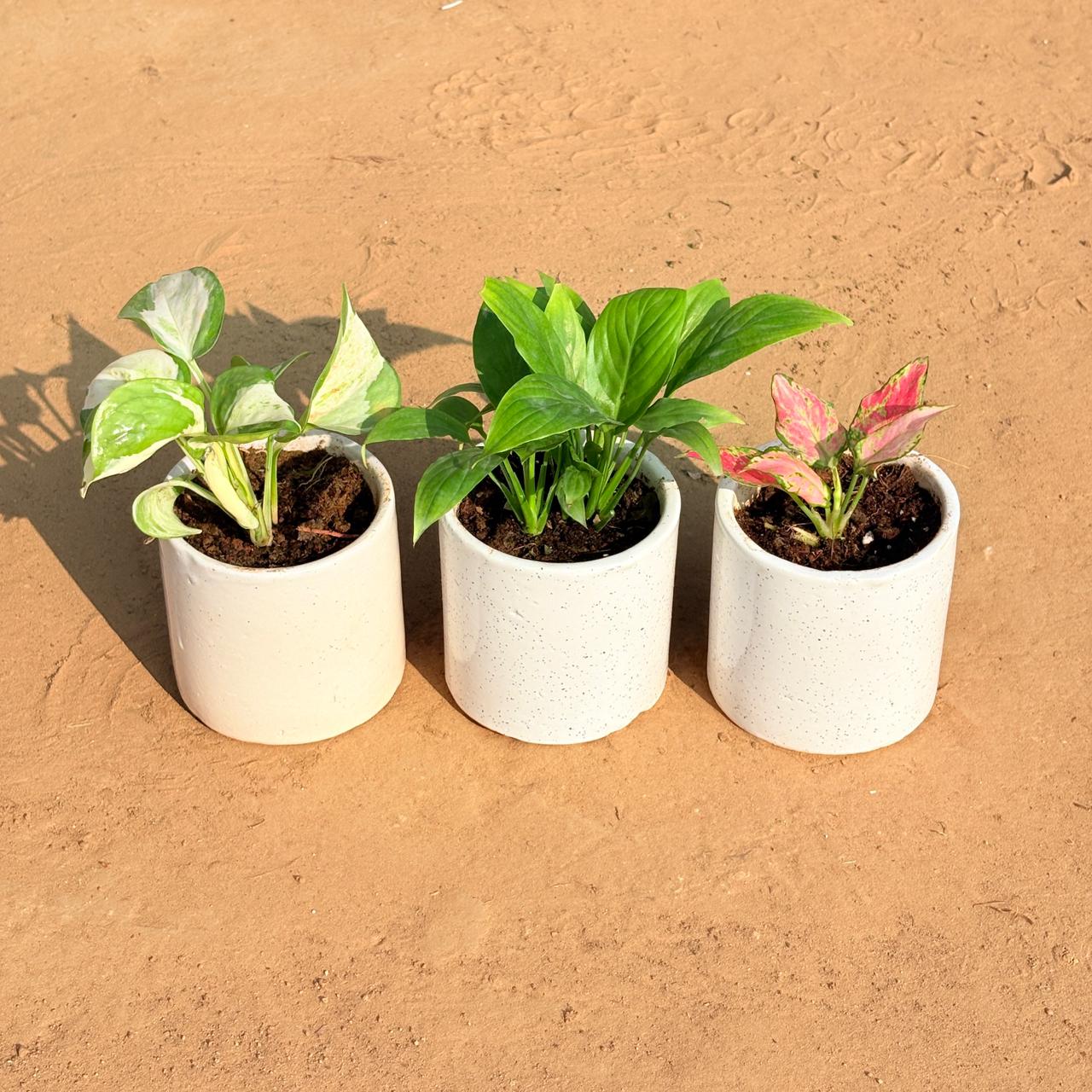 Set of 3 - Money Plant N'Joy, Peace Lily & Aglaonema Pink in 4 Inch White Pipe Designer Ceramic Pot (any design)