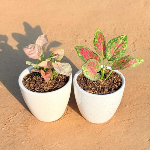 Set of 2 - Syngonium Pink & Aglaonema Pink Dalmatian in 4 Inch Live Plant Classy White Cup Ceramic Pot